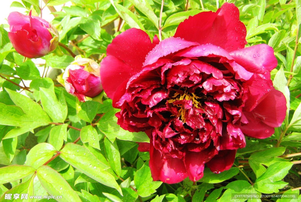 芍药