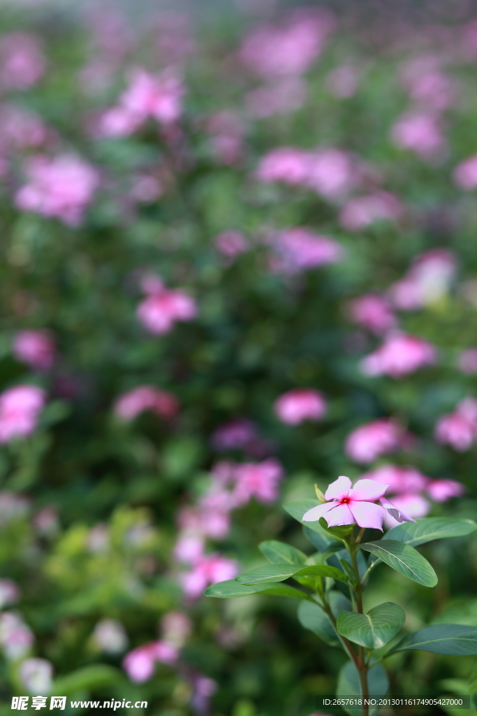 野花