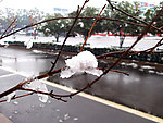 积雪树枝