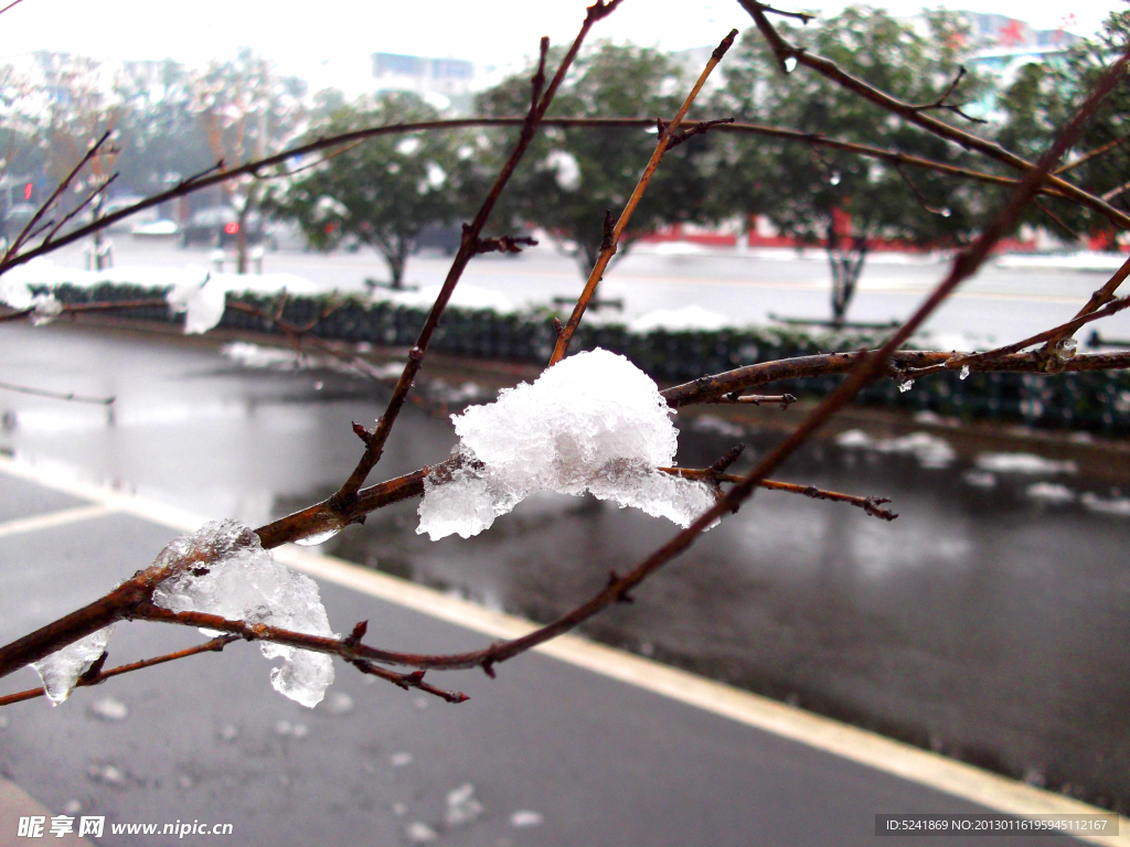 积雪树枝