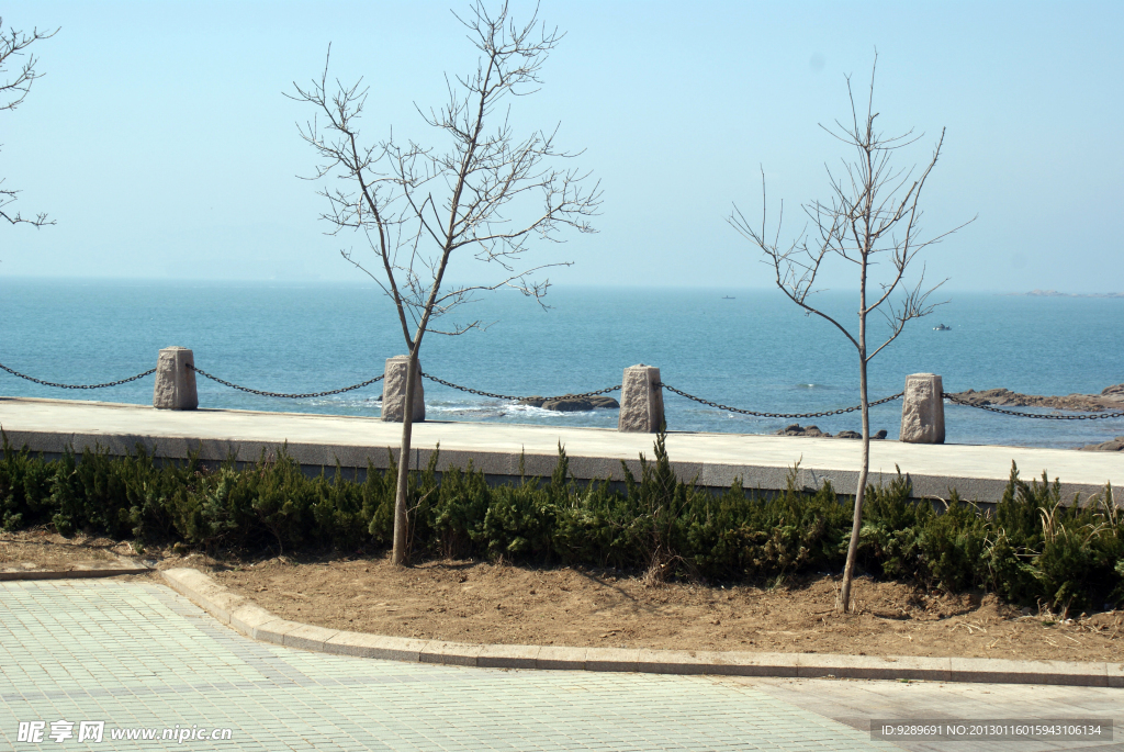 大海边的小树