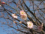 蓝天下一枝粉红梅花