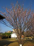 一棵梅花树