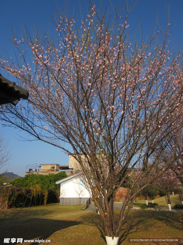 一棵梅花树