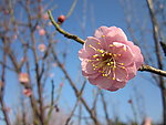 一朵梅花