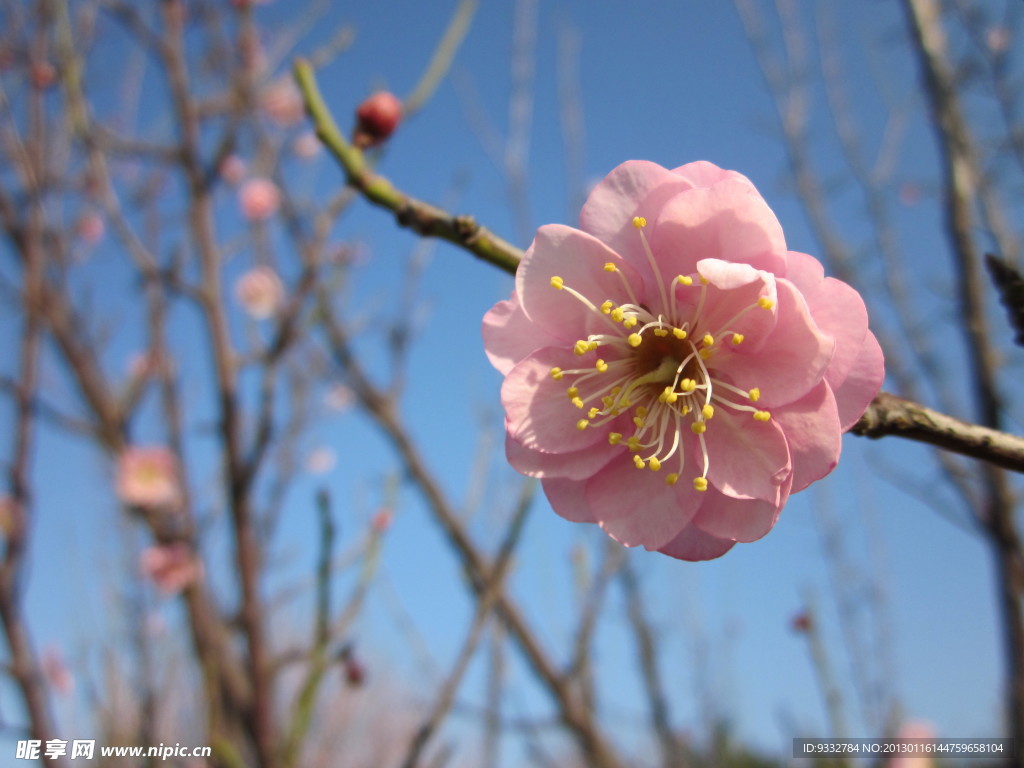 一朵梅花