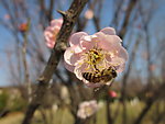 蜜蜂和梅花