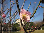 梅花和蜜蜂