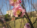 阳光下梅花和蜜蜂