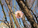 粉红梅花和蜜蜂