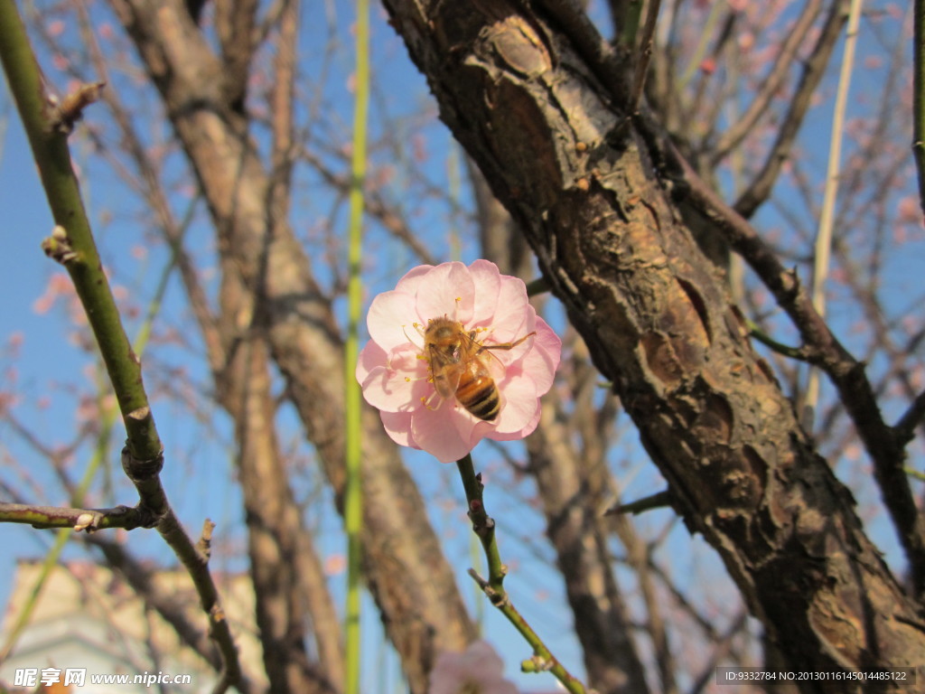 粉红梅花和蜜蜂