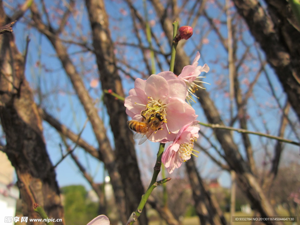 粉红梅花蜜蜂