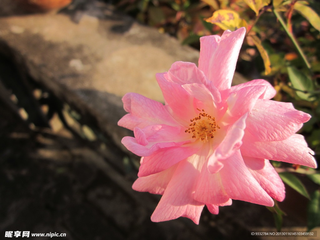 阳光下粉红色玫瑰花