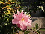 粉红色玫瑰花