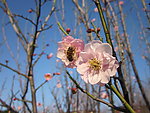 阳光下两朵梅花