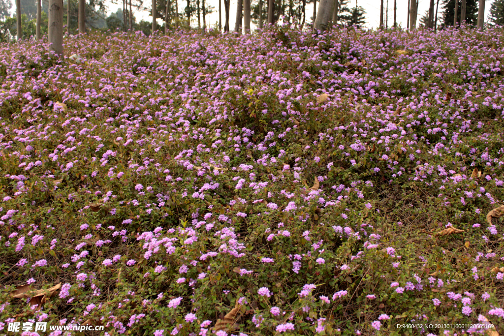 野卉花