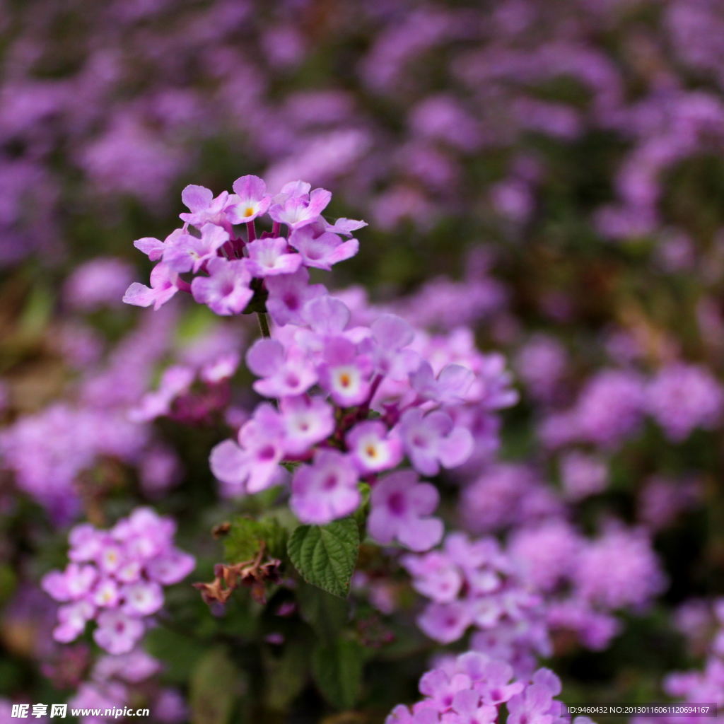 花卉特写