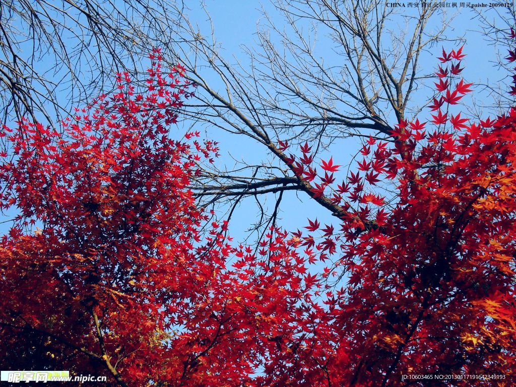 西安风景 树木红枫