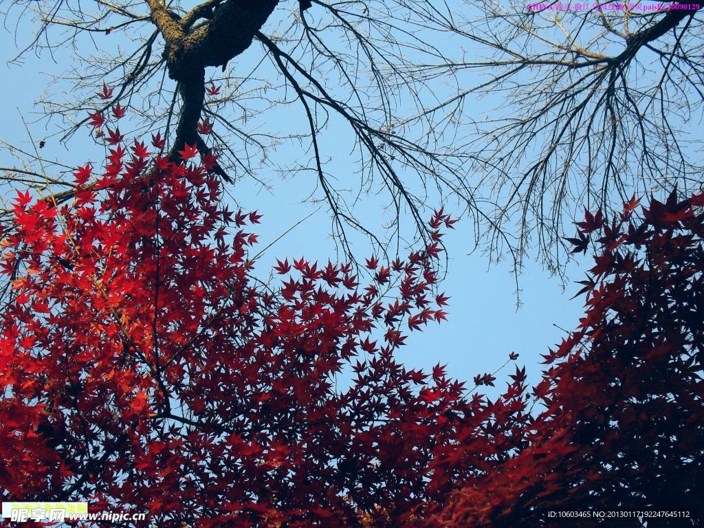 西安风景 树木红枫