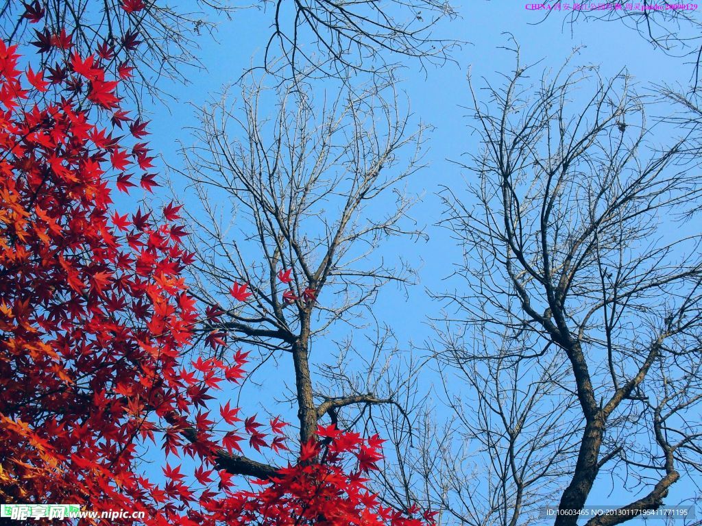 西安风景 树木红枫