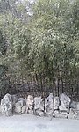 小竹子