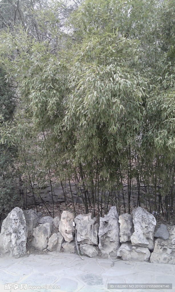 小竹子