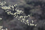 桂花