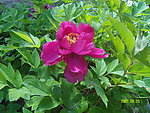 紫芍药花