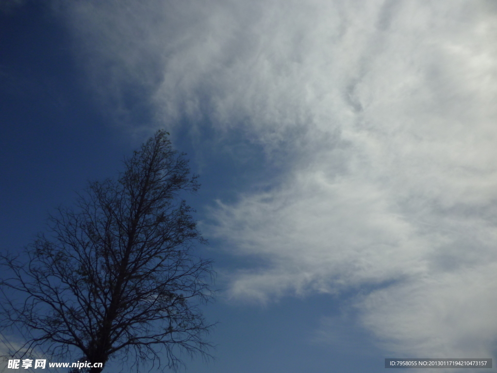 天空 树枝