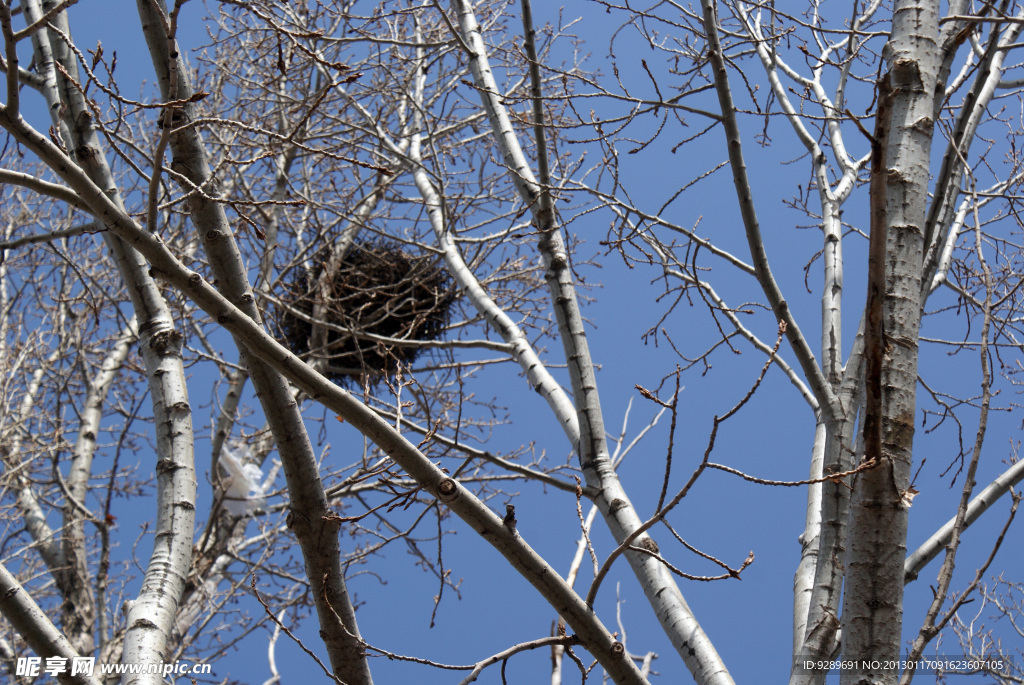 大树上的鸟巢
