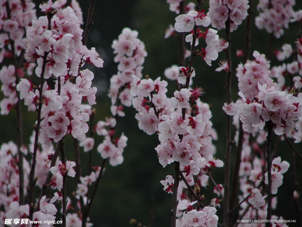 桃花