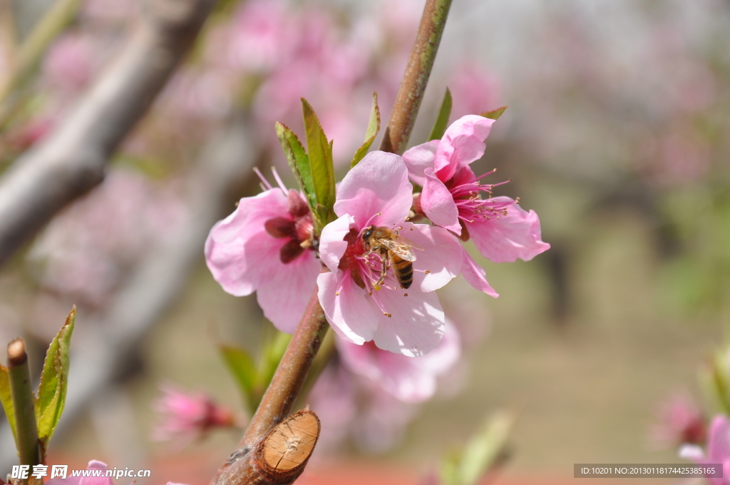 蜜蜂桃花