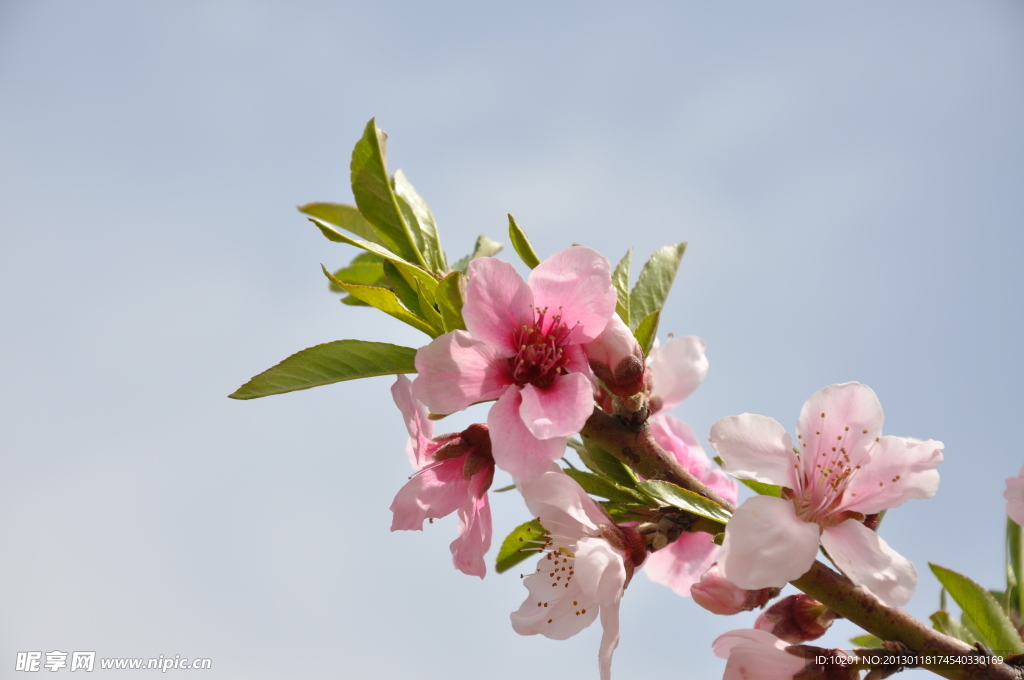 桃花