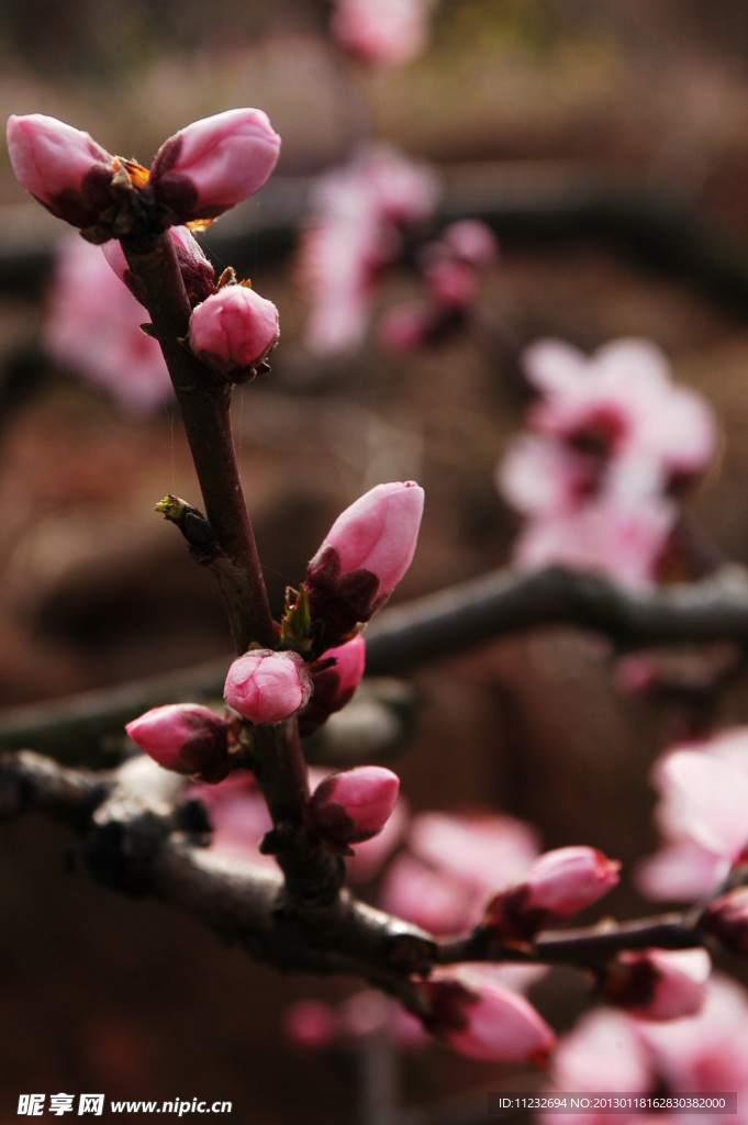 桃花