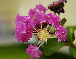 紫薇花