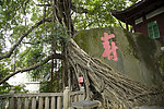 于山风景区古榕树