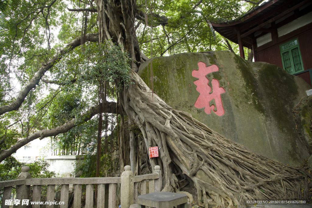 于山风景区古榕树