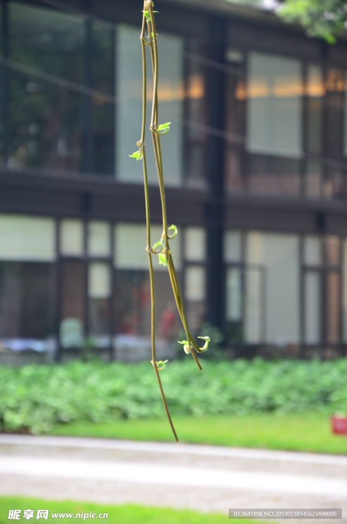 蔓藤