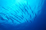 海底世界