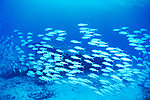 海底世界