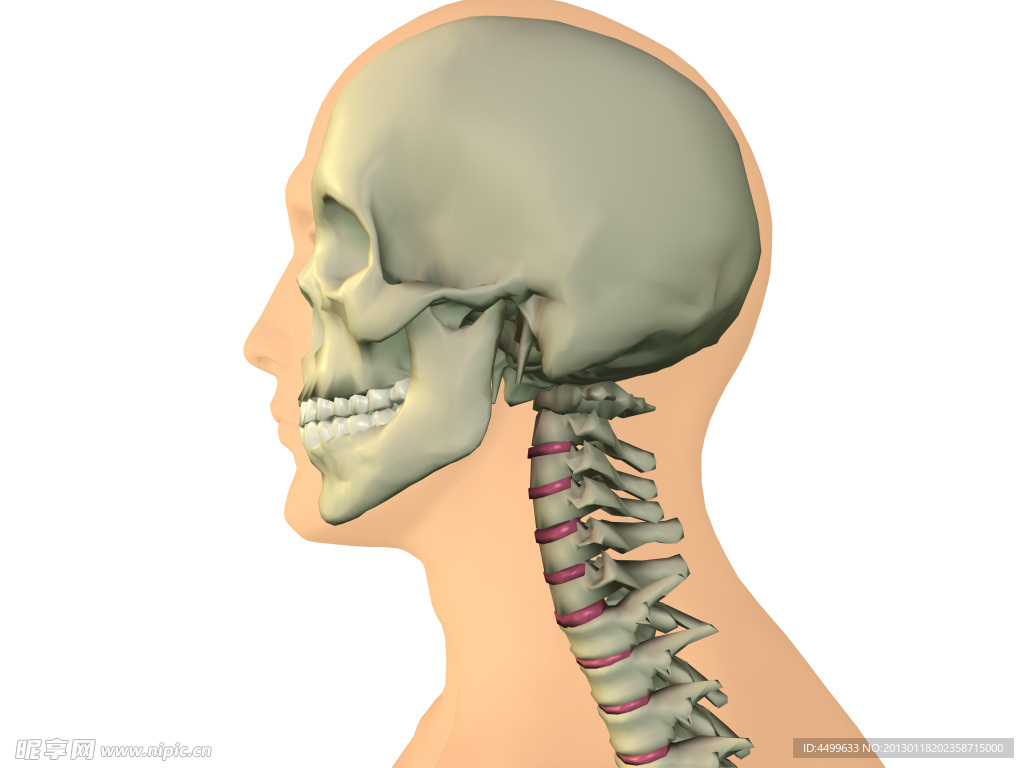 颈椎骨