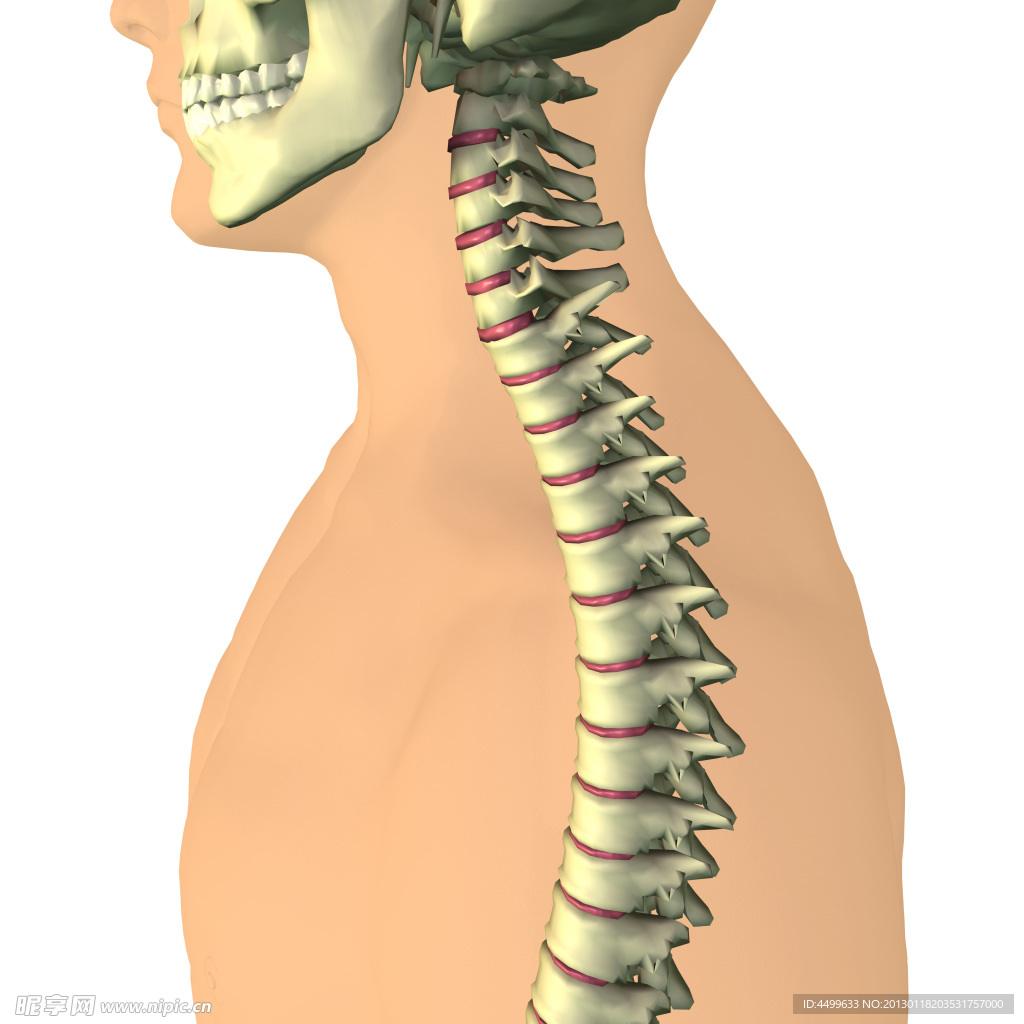 头盖骨 脊椎骨