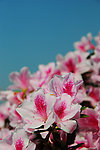 杜鹃花