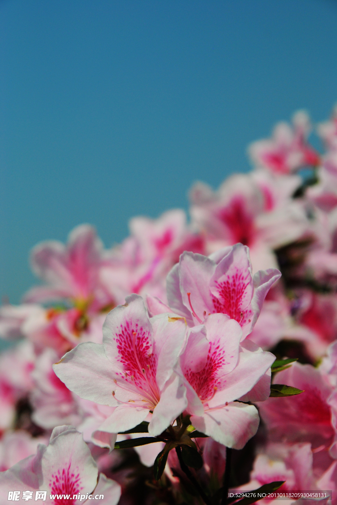 杜鹃花