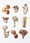 菌类蔬菜