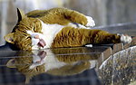 卖萌猫咪