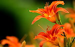 橙色百合花