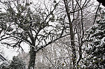 雪景