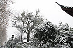 雪景