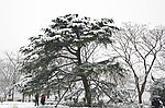 雪景